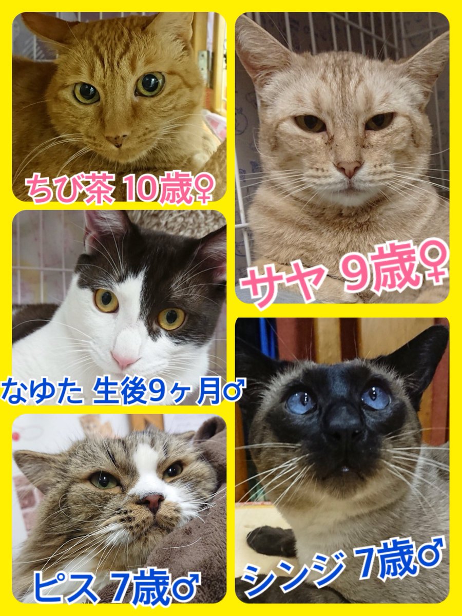 🐾今日の里親様募集中ニャンコ🐱メンバーです🐾2019,1,14